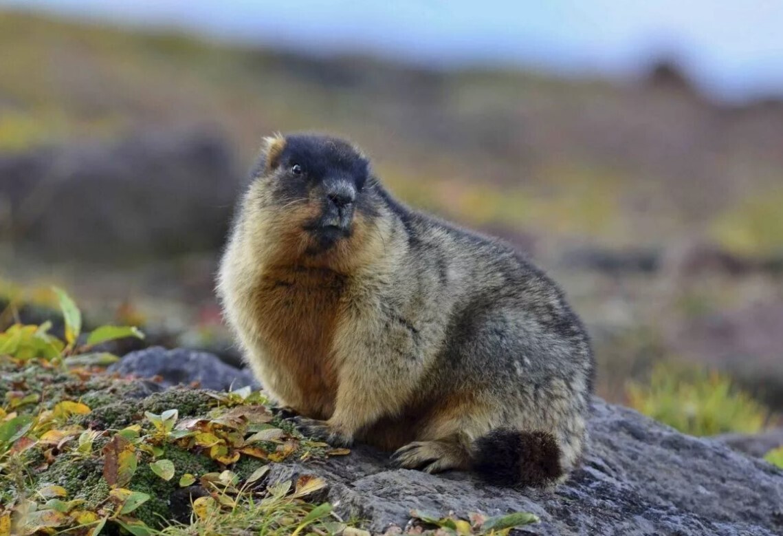 Животные России из Красной книги (примеры)