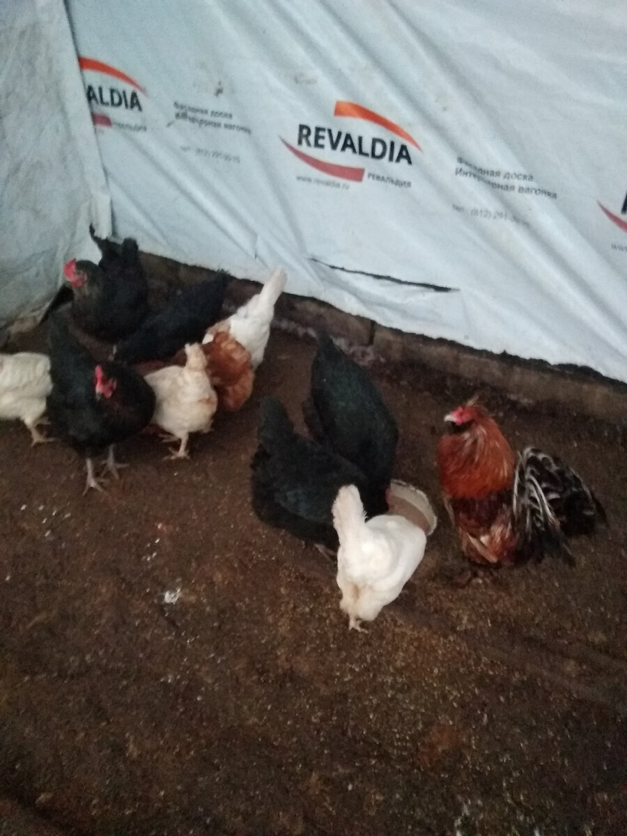 Мой "День Свободный от Забот"