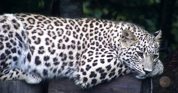 Животные России из Красной книги (примеры)