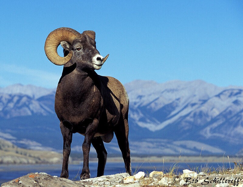 Животные России из Красной книги (примеры)