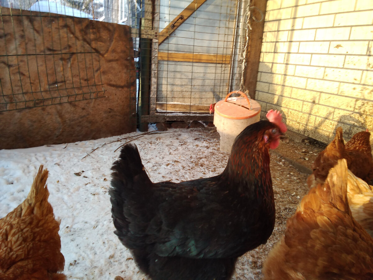 Мой "День Свободный от Забот"