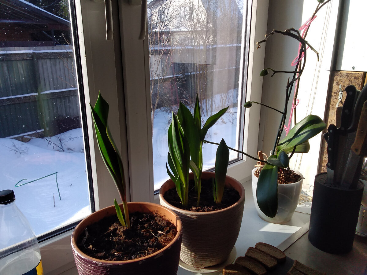 Мой "День Свободный от Забот"