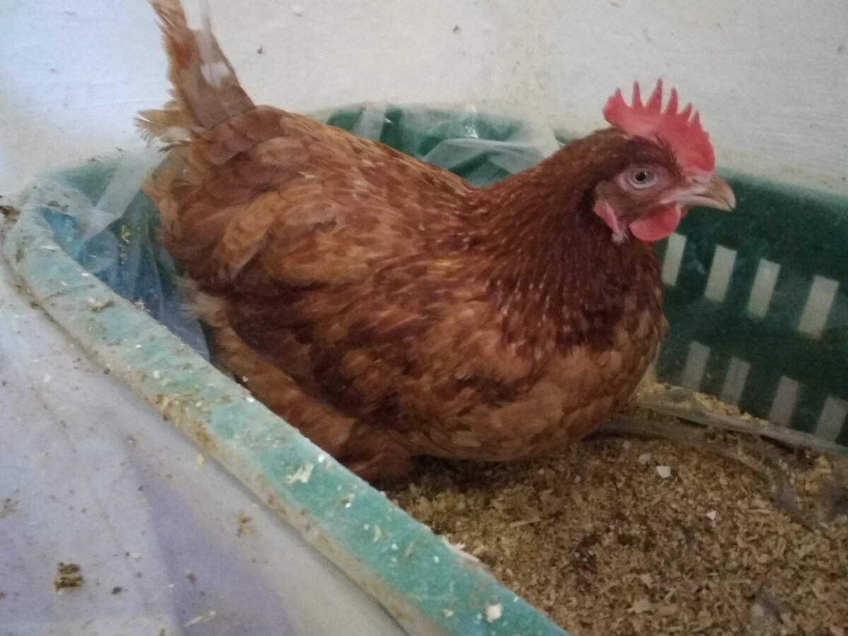 Мой "День Свободный от Забот"