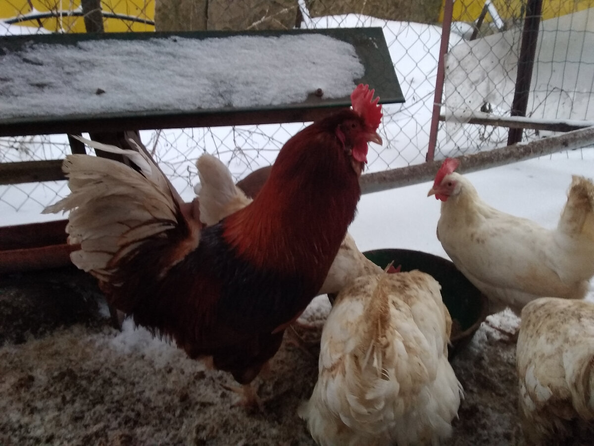 Мой "День Свободный от Забот"