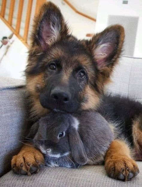 Чайники или братья наши меньшие? Депутаты о животных как об имуществе и их «правах»