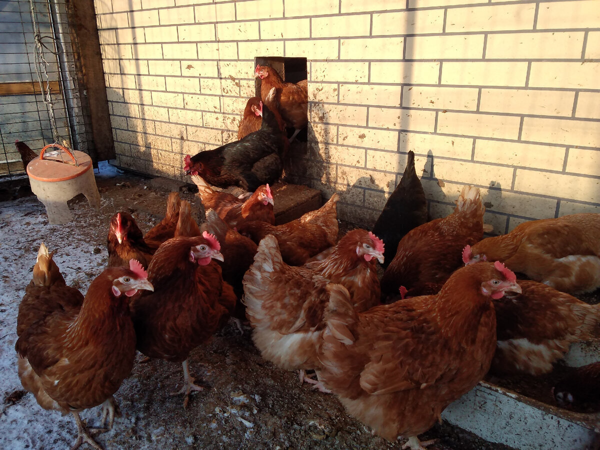 Мой "День Свободный от Забот"