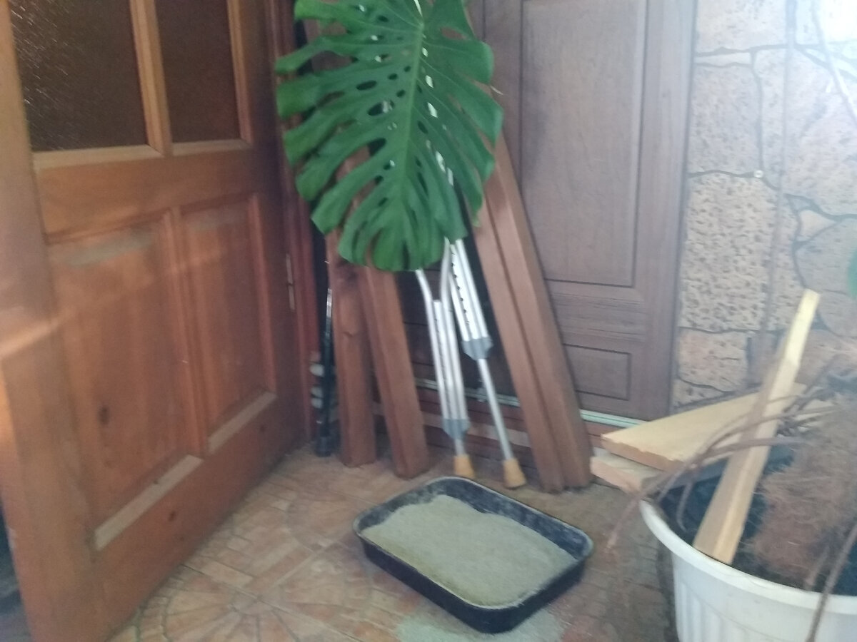 Мой "День Свободный от Забот"