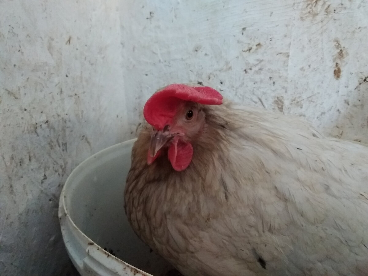 Мой "День Свободный от Забот"