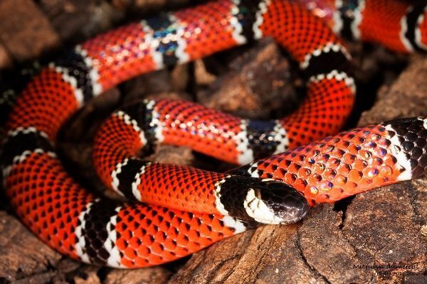 Трагедия в Московском зоопарке: можно ли было спасти умирающего от укуса змеи сотрудника?
