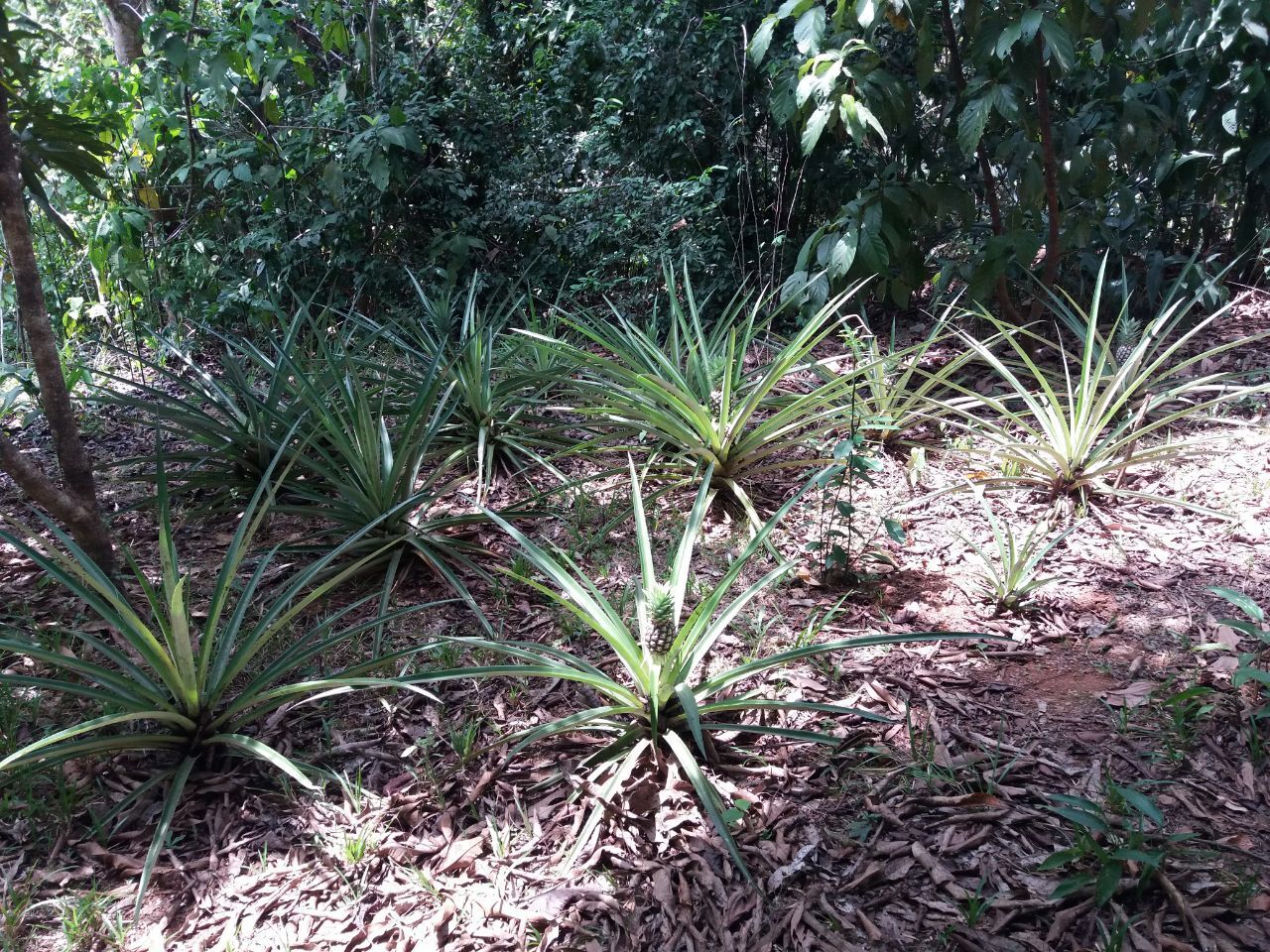 Как я оказался в эмиграции, и почему считаю, что сделанный своими руками дом в автобусе в лесу лучше, чем дворец в мегаполисе