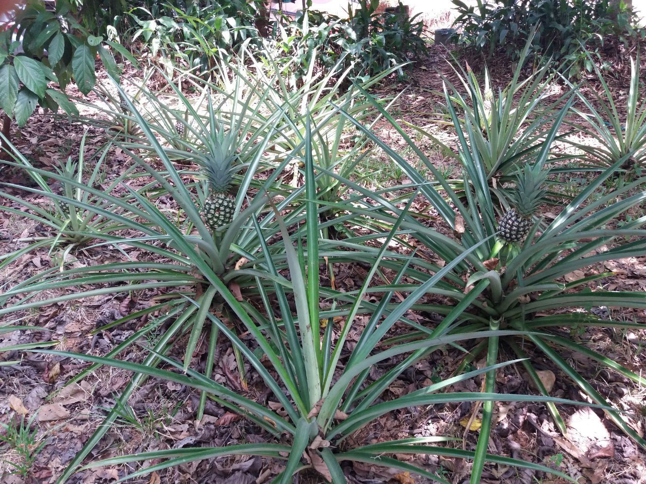 Как я оказался в эмиграции, и почему считаю, что сделанный своими руками дом в автобусе в лесу лучше, чем дворец в мегаполисе