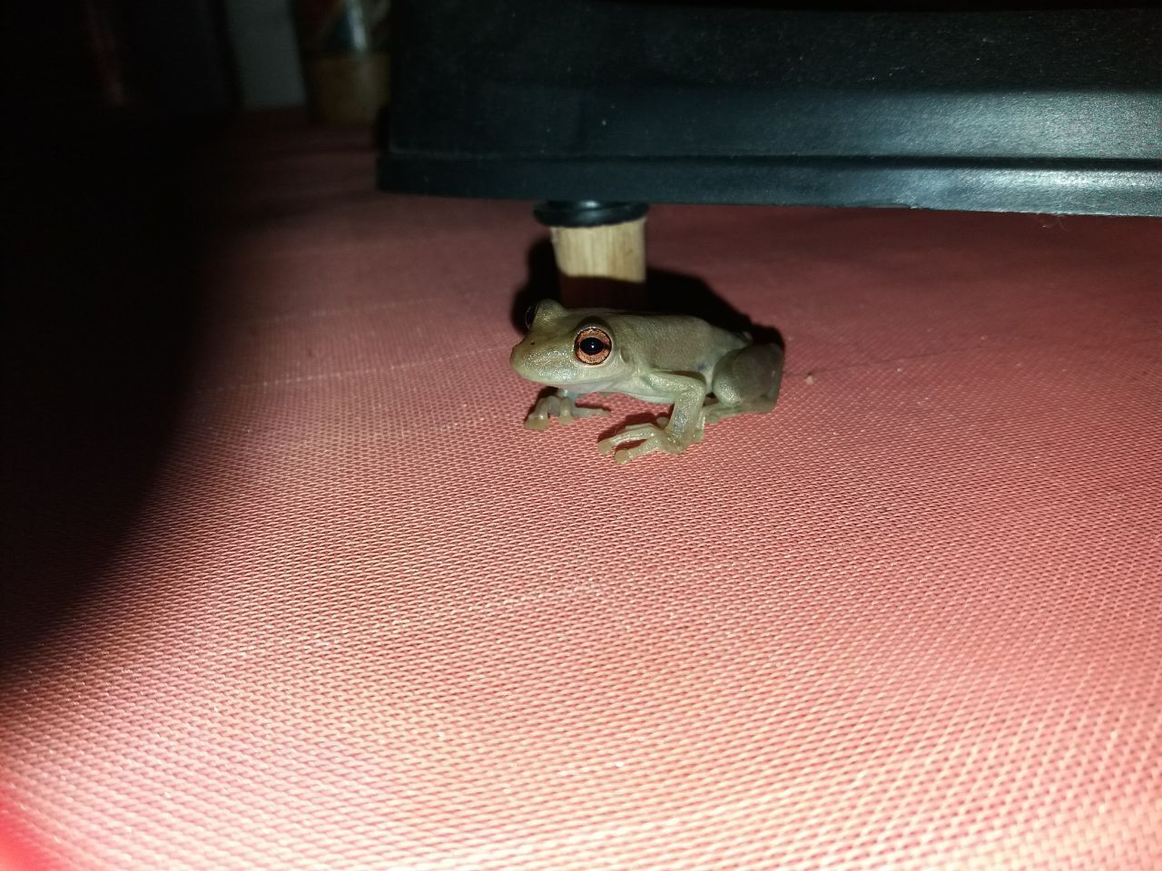 Как я оказался в эмиграции, и почему считаю, что сделанный своими руками дом в автобусе в лесу лучше, чем дворец в мегаполисе