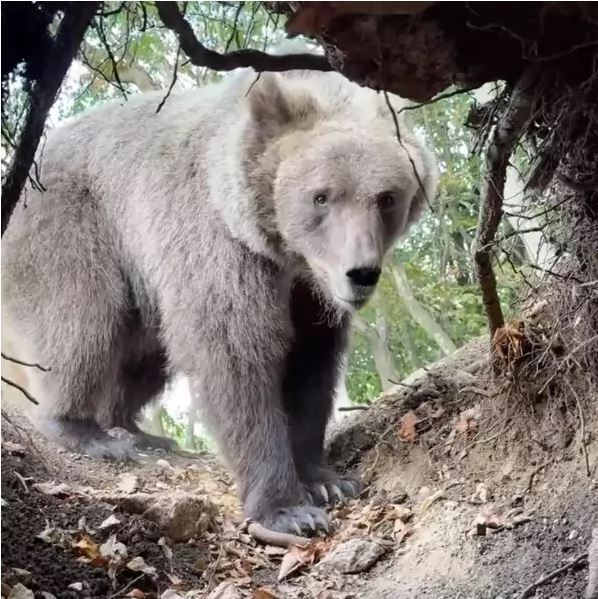 Инфлюенсер снимает себя в берлоге медведя