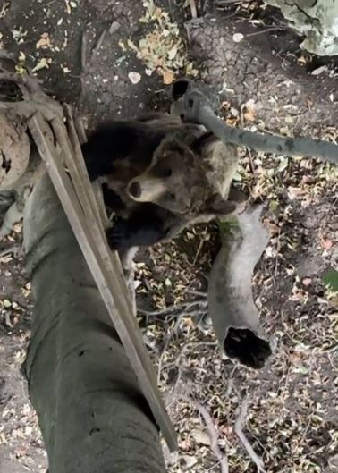 Инфлюенсер снимает себя в берлоге медведя