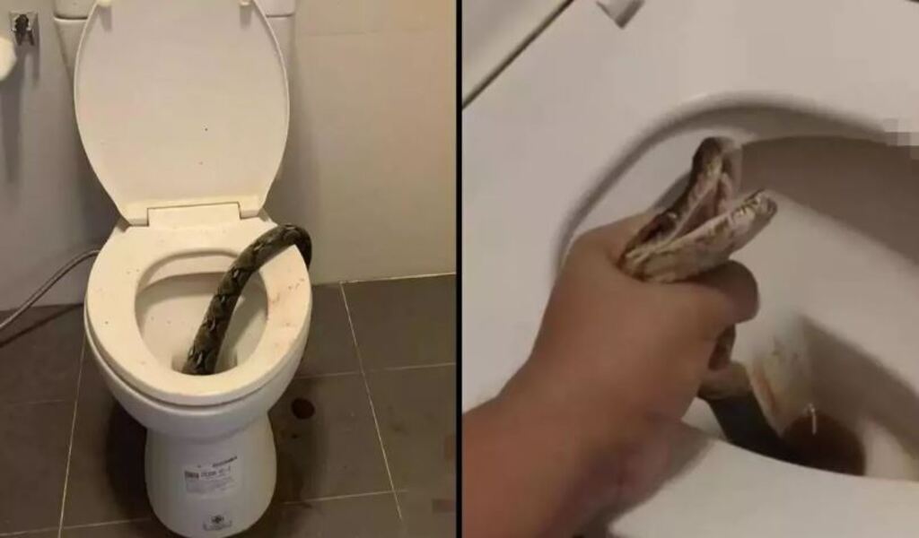 Питон укусил мужчину за яйца, когда тот сидел на унитазе. Шокирующий случай