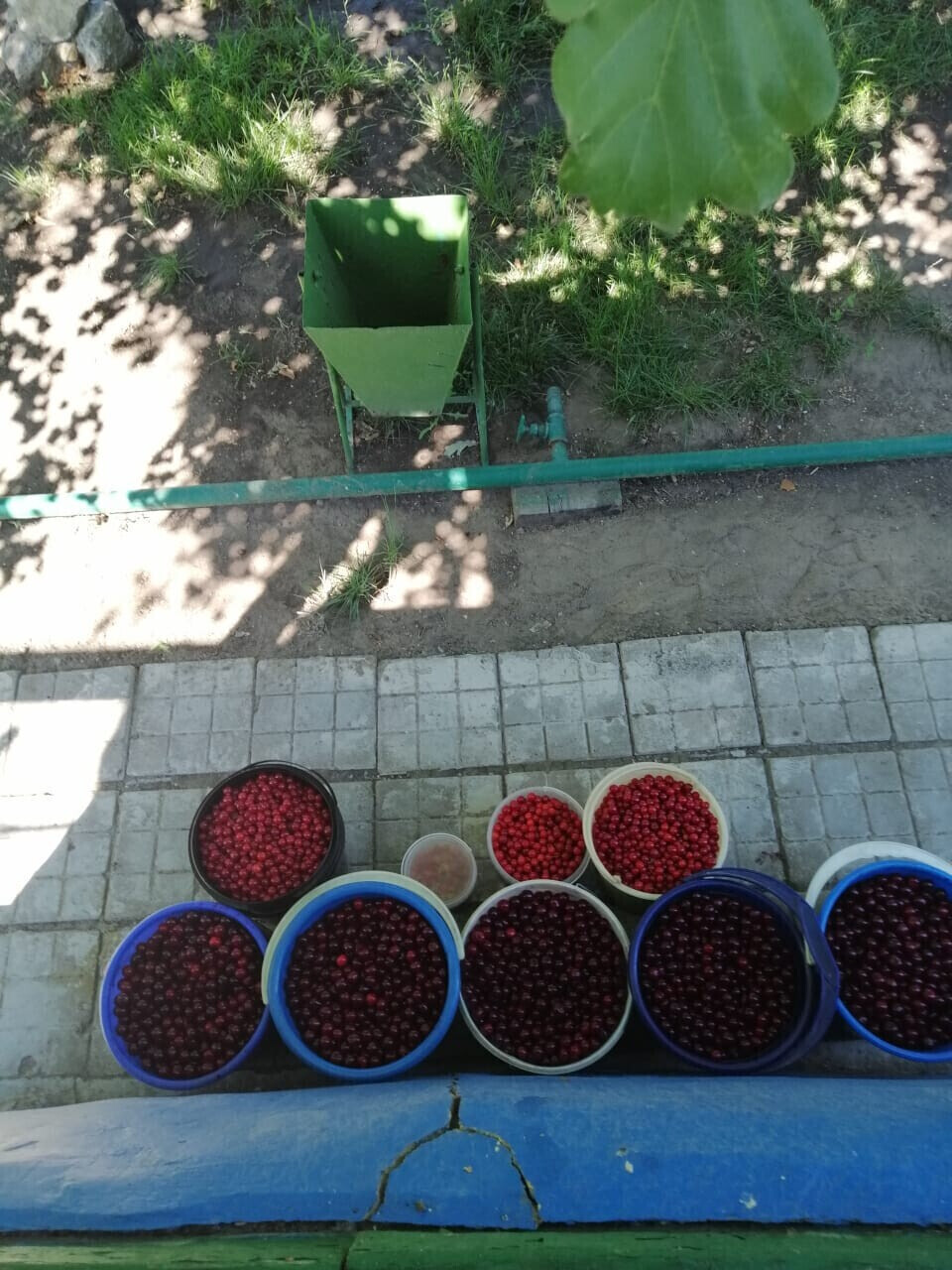 Про овощи и фрукты