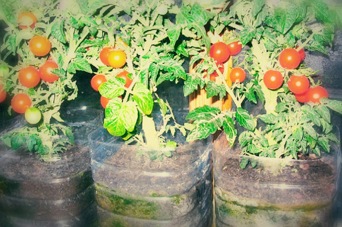 Анонс статьи об опыте выращивания томатов и баклажанов в ведрах