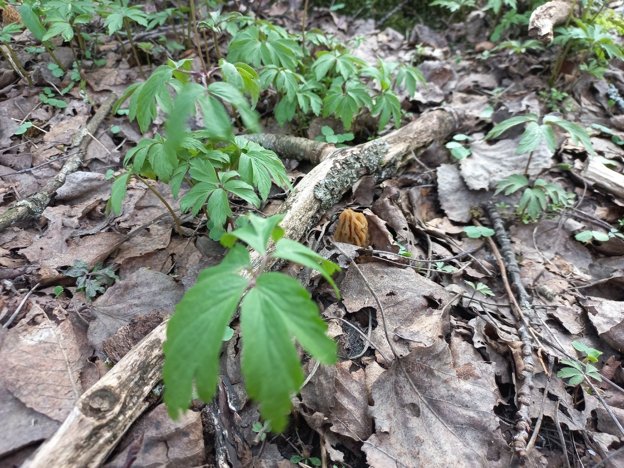 Первая вылазка в лес за морщинистыми😀 в 2025 году. Кое что нашли.