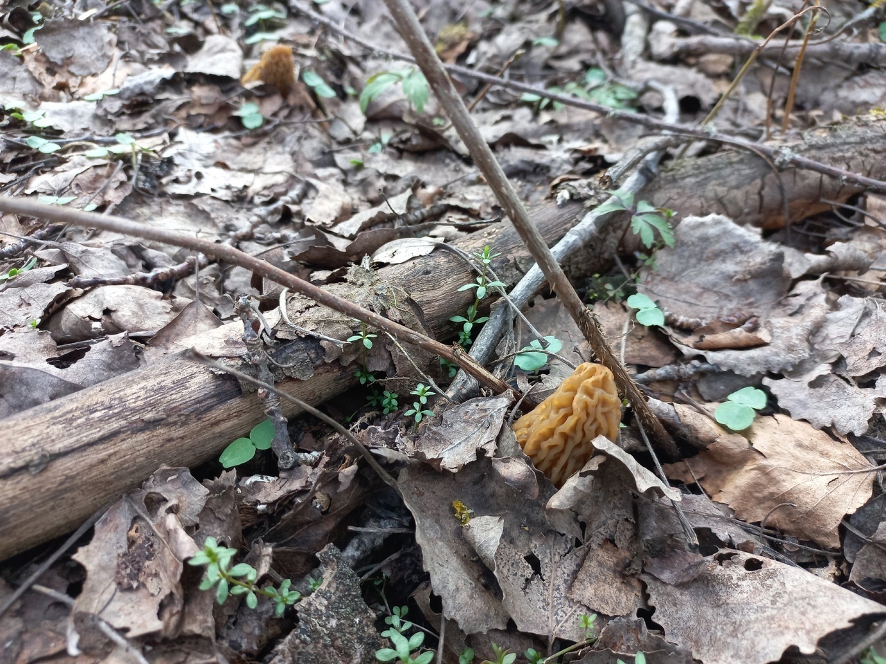 Первая вылазка в лес за морщинистыми😀 в 2025 году. Кое что нашли.