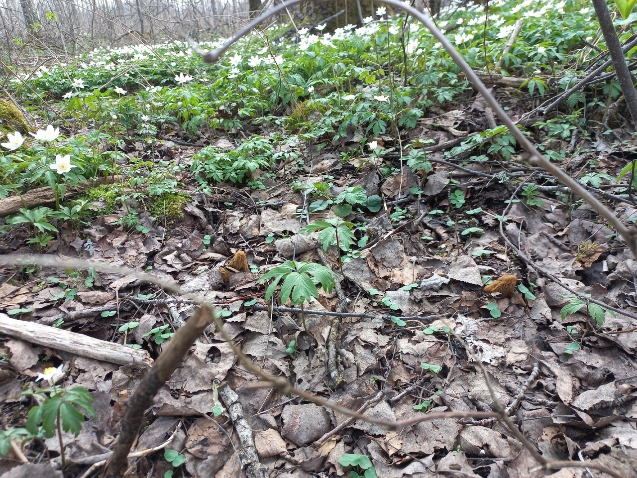 Первая вылазка в лес за морщинистыми😀 в 2025 году. Кое что нашли.