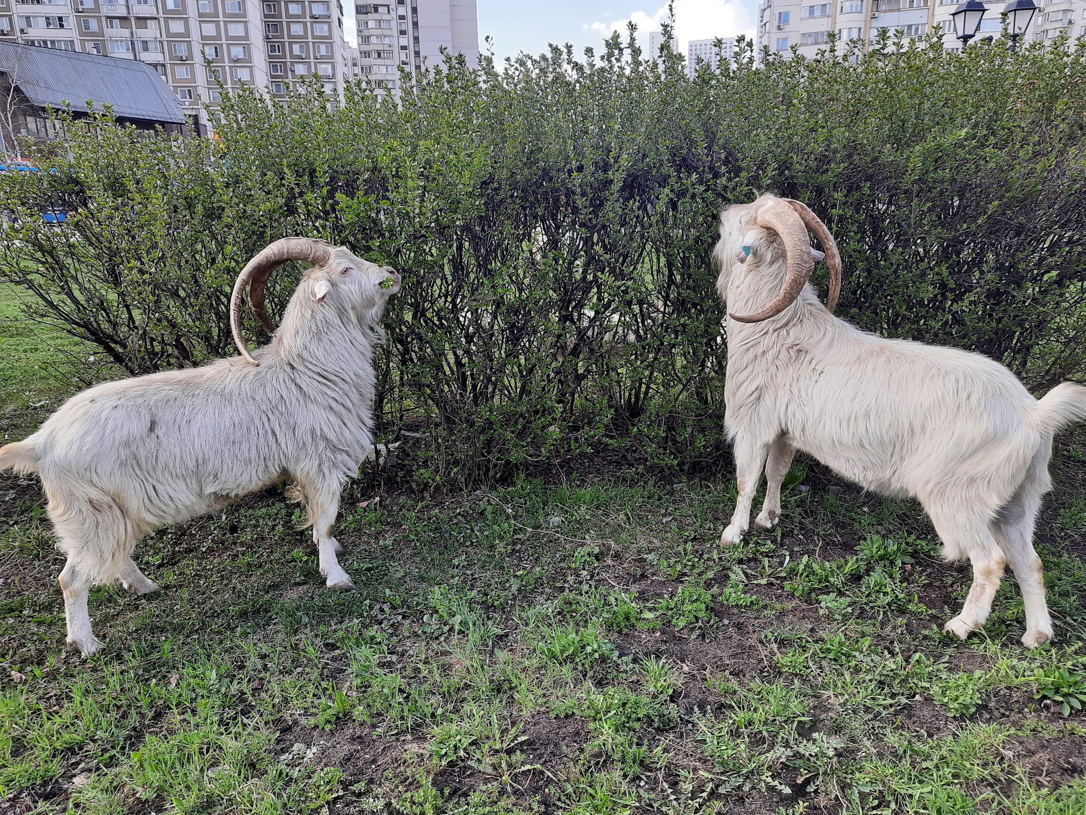 Коза с козлом перед окном...