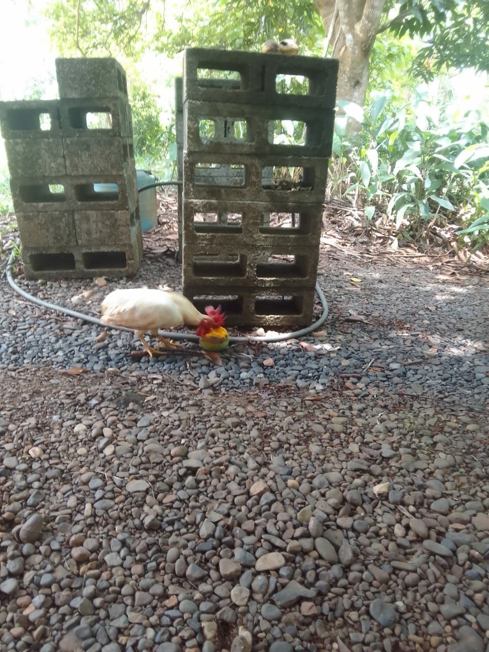 Пока я делал заказ стройматериалов, к нашему дому прибился очередной добровольный домашний питомец и нарушил все планы строительства