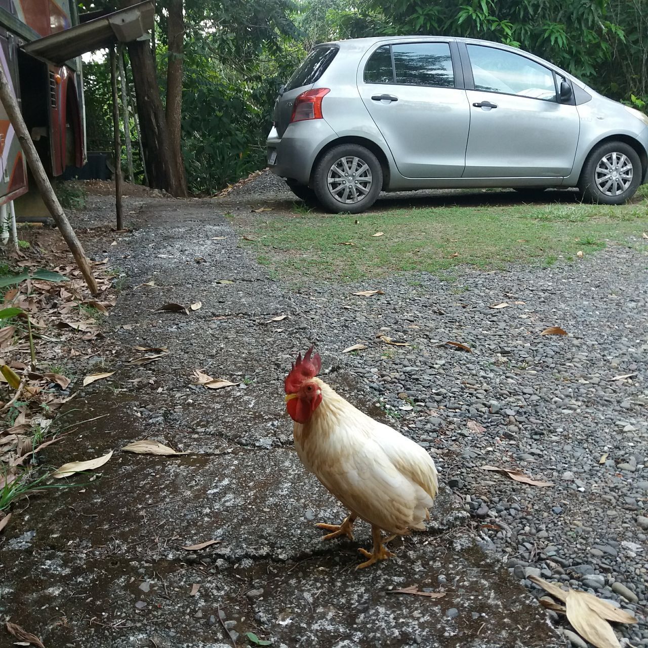 Пока я делал заказ стройматериалов, к нашему дому прибился очередной добровольный домашний питомец и нарушил все планы строительства