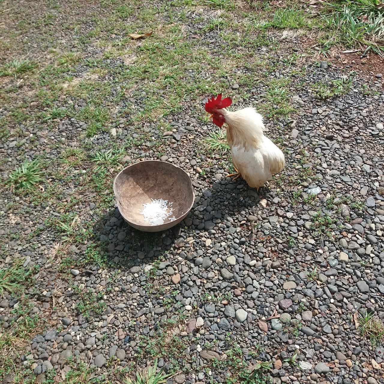 Пока я делал заказ стройматериалов, к нашему дому прибился очередной добровольный домашний питомец и нарушил все планы строительства