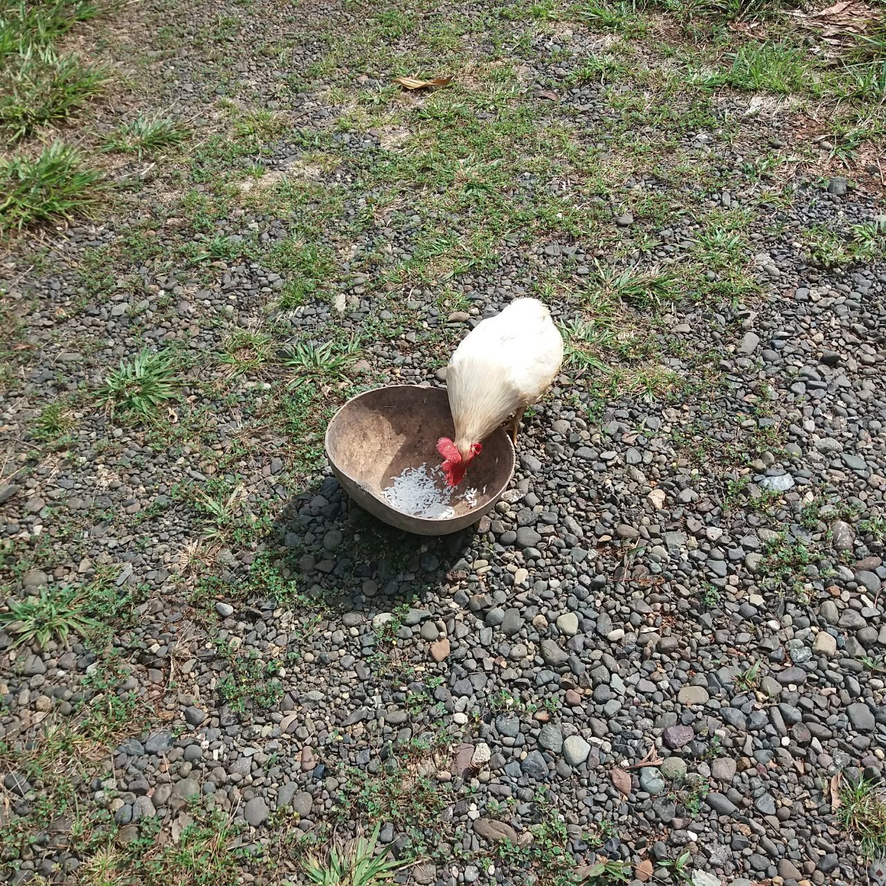 Пока я делал заказ стройматериалов, к нашему дому прибился очередной добровольный домашний питомец и нарушил все планы строительства