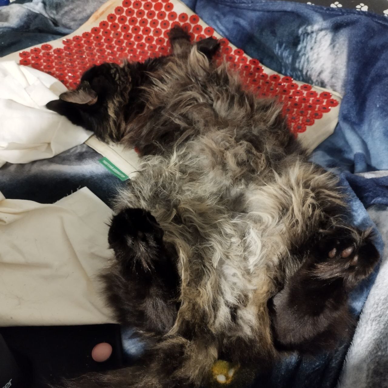 Сова или жаворонок?