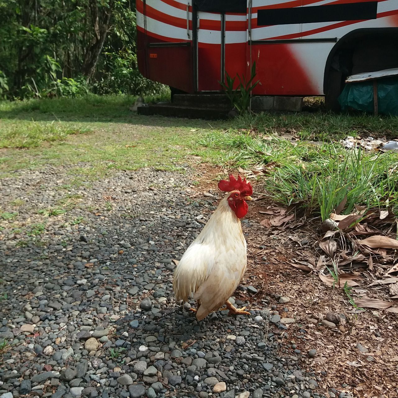 Пока я делал заказ стройматериалов, к нашему дому прибился очередной добровольный домашний питомец и нарушил все планы строительства
