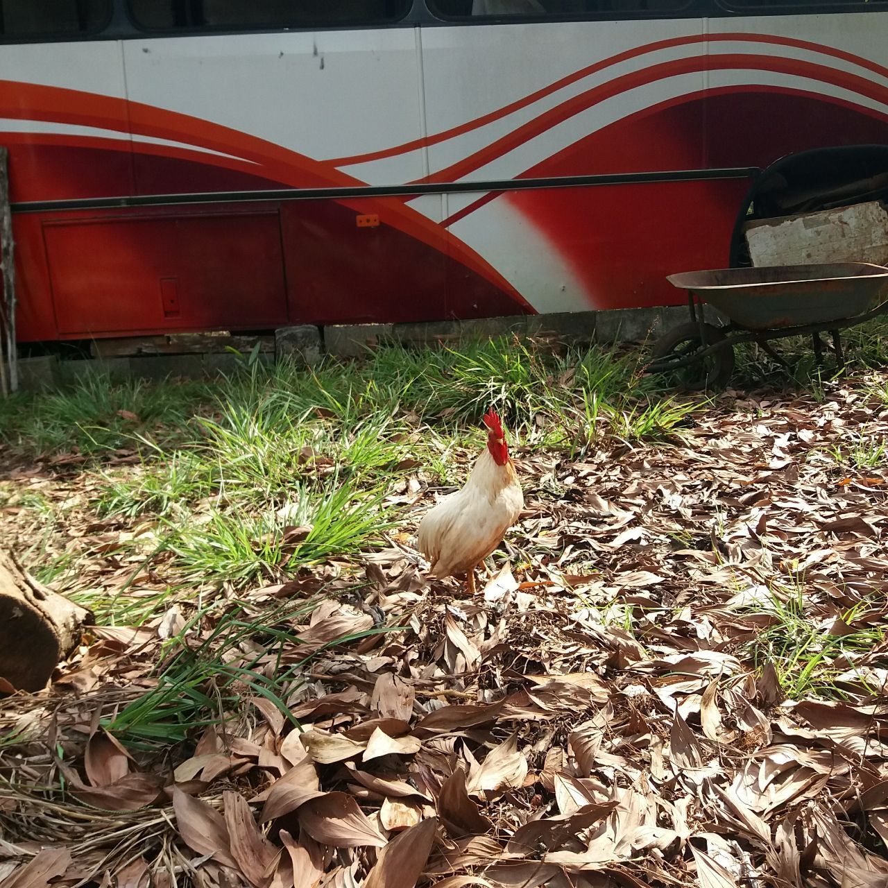 На днях в нашей жизни мистическим образом появился петушок араукана и не менее таинственным образом исчез