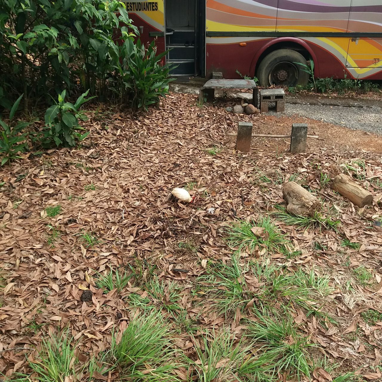 На днях в нашей жизни мистическим образом появился петушок араукана и не менее таинственным образом исчез