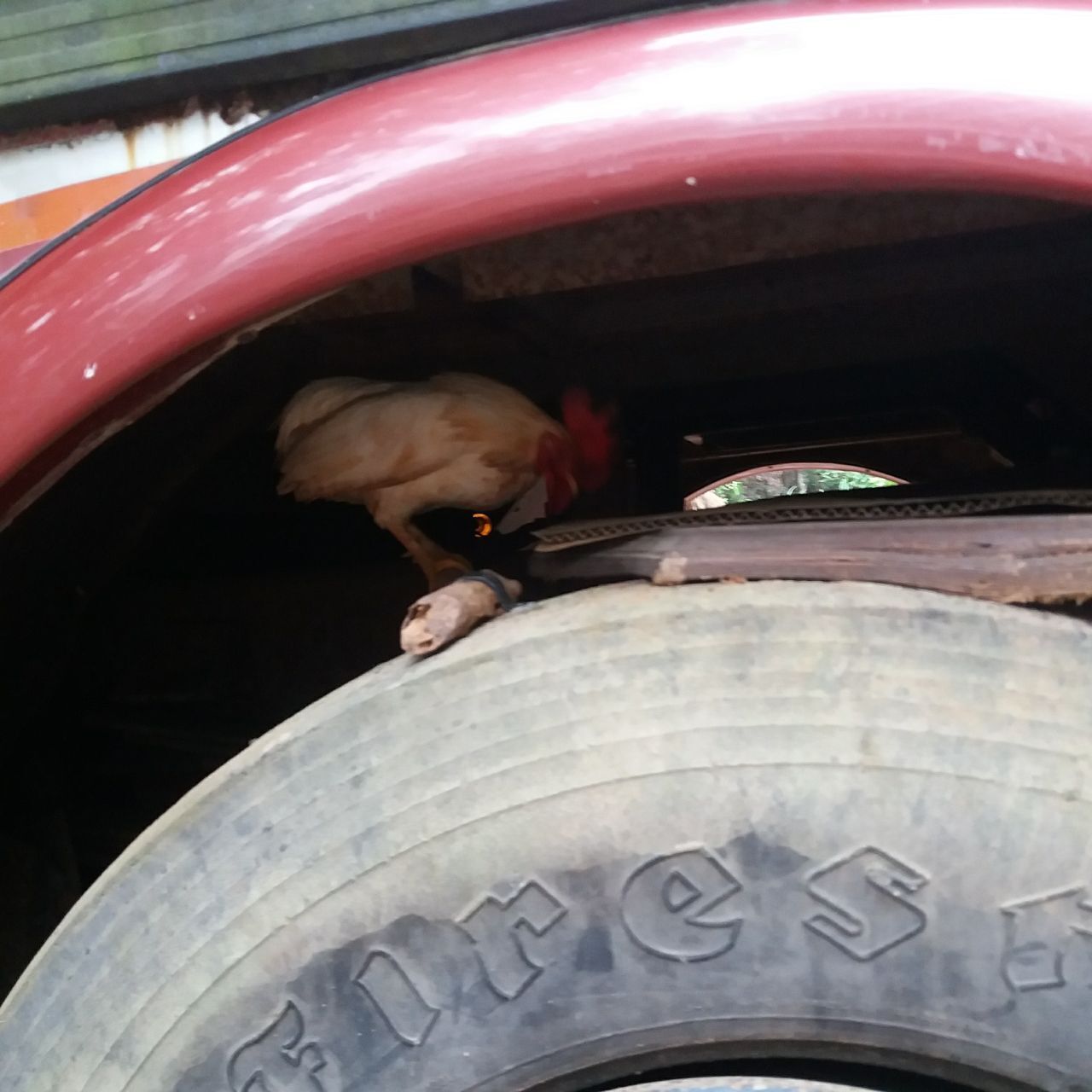 На днях в нашей жизни мистическим образом появился петушок араукана и не менее таинственным образом исчез