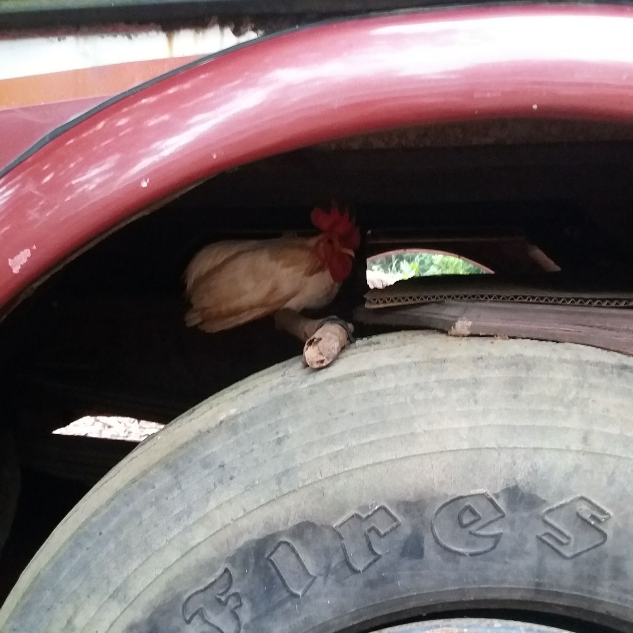 На днях в нашей жизни мистическим образом появился петушок араукана и не менее таинственным образом исчез