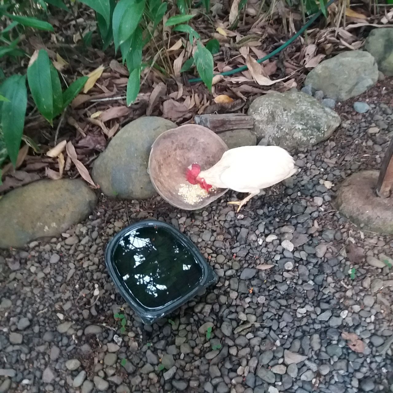 На днях в нашей жизни мистическим образом появился петушок араукана и не менее таинственным образом исчез