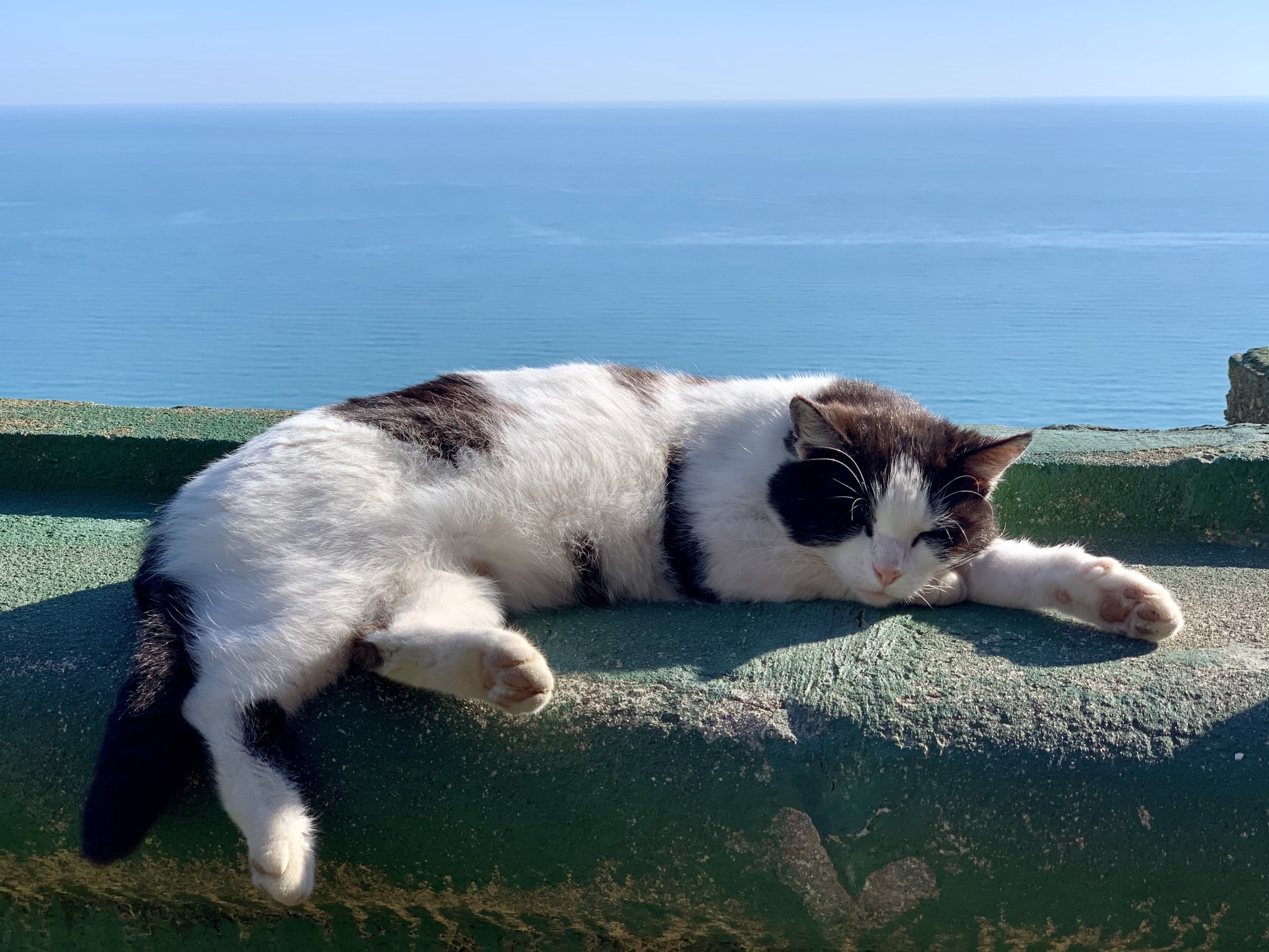 Кошка Муся, пережившая страшное падение в Крыму, обрела новый дом.