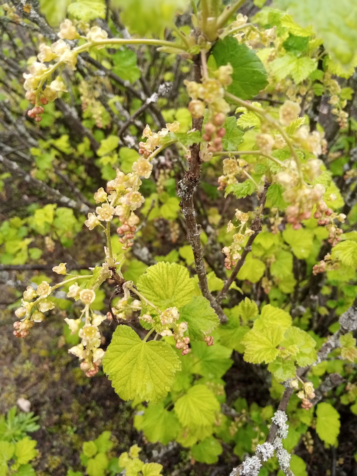 Сидру быть! - сказали яблони.