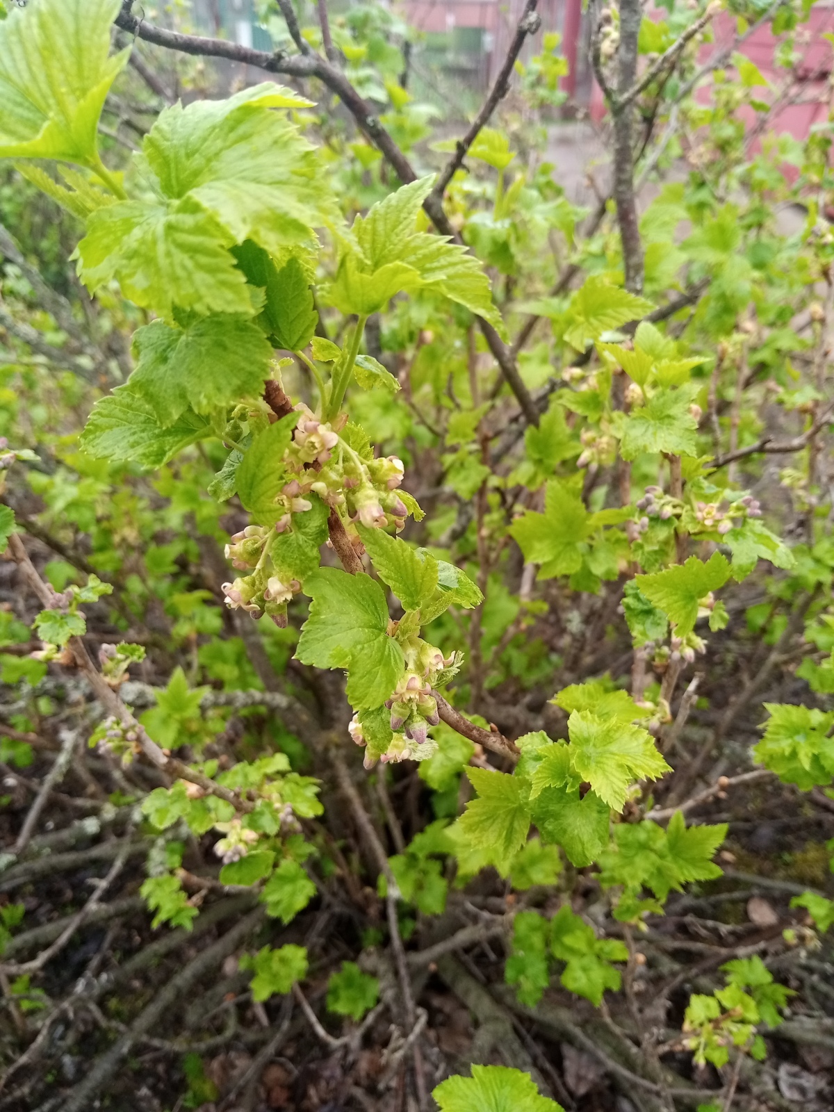 Сидру быть! - сказали яблони.