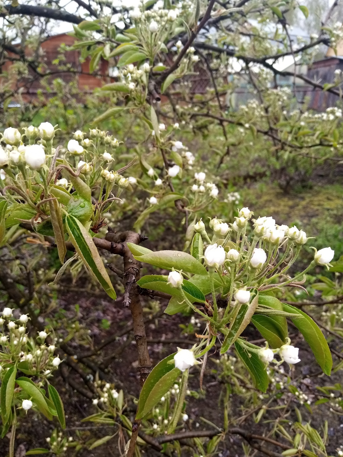 Сидру быть! - сказали яблони.