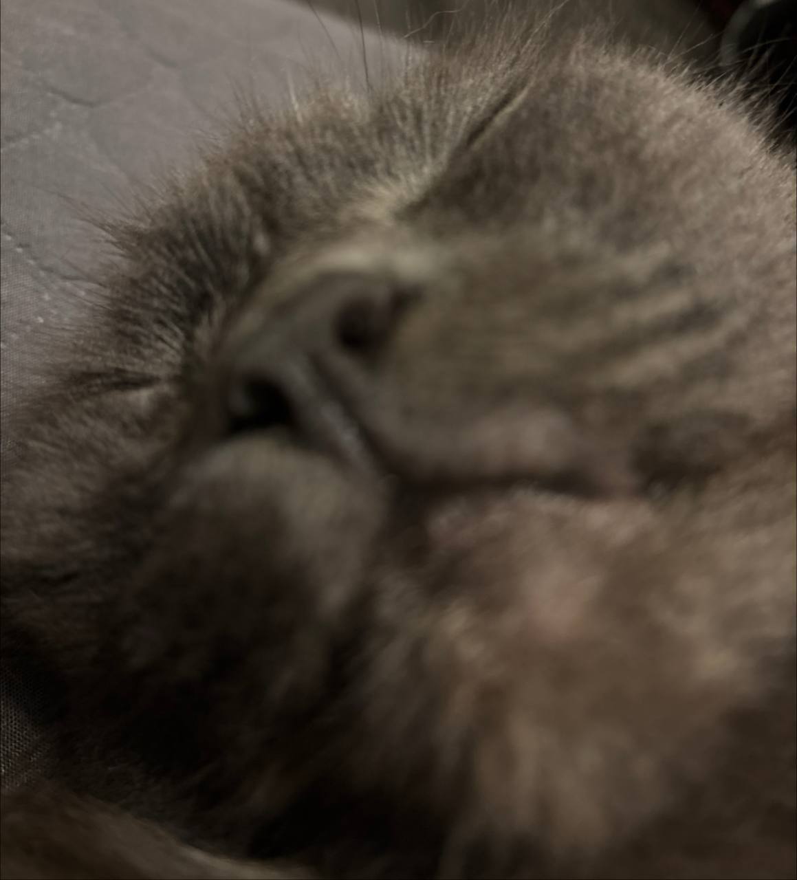 История о любимом питомце. Как приложение - его смешные фотографии