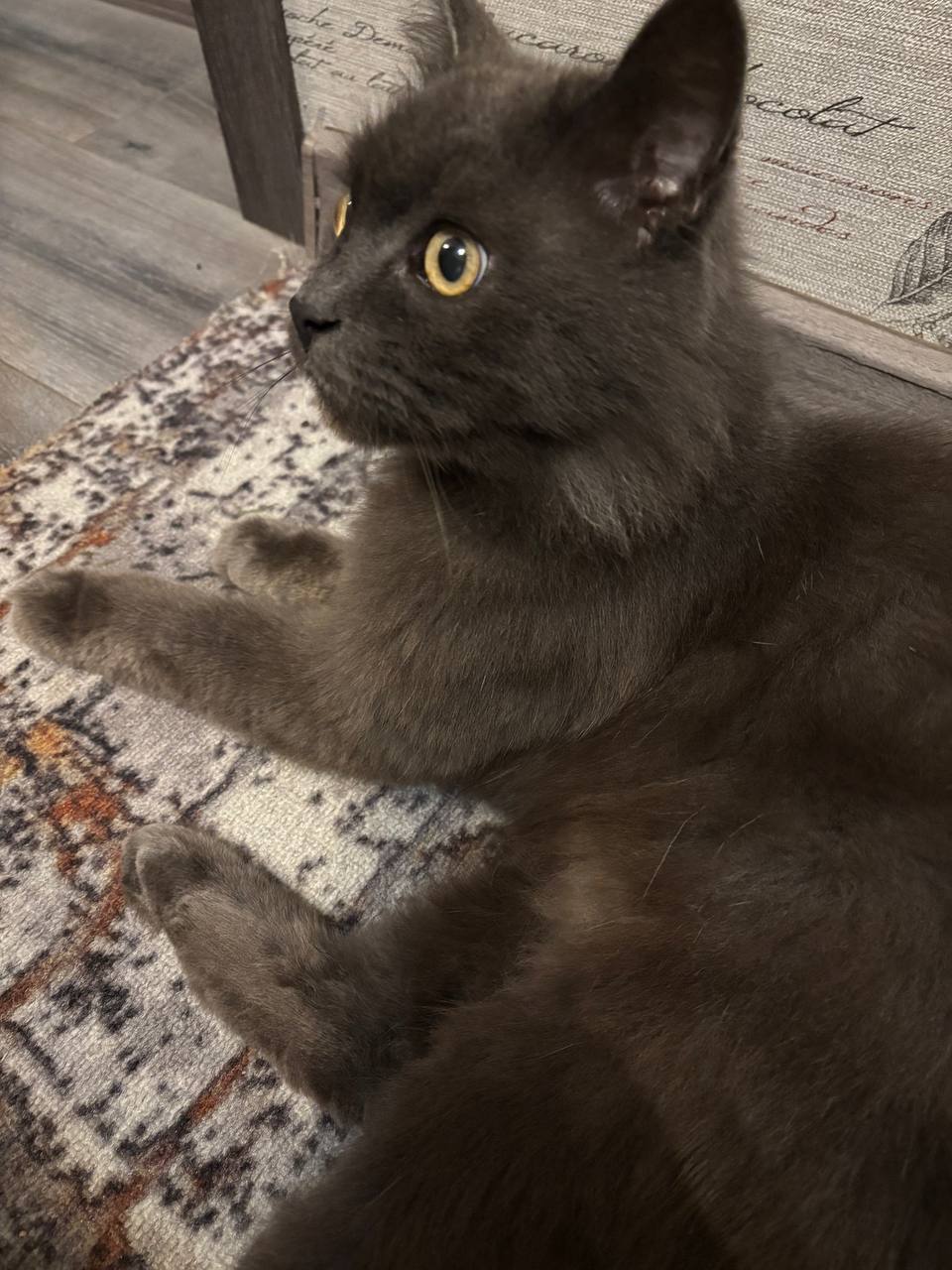 История о любимом питомце. Как приложение - его смешные фотографии