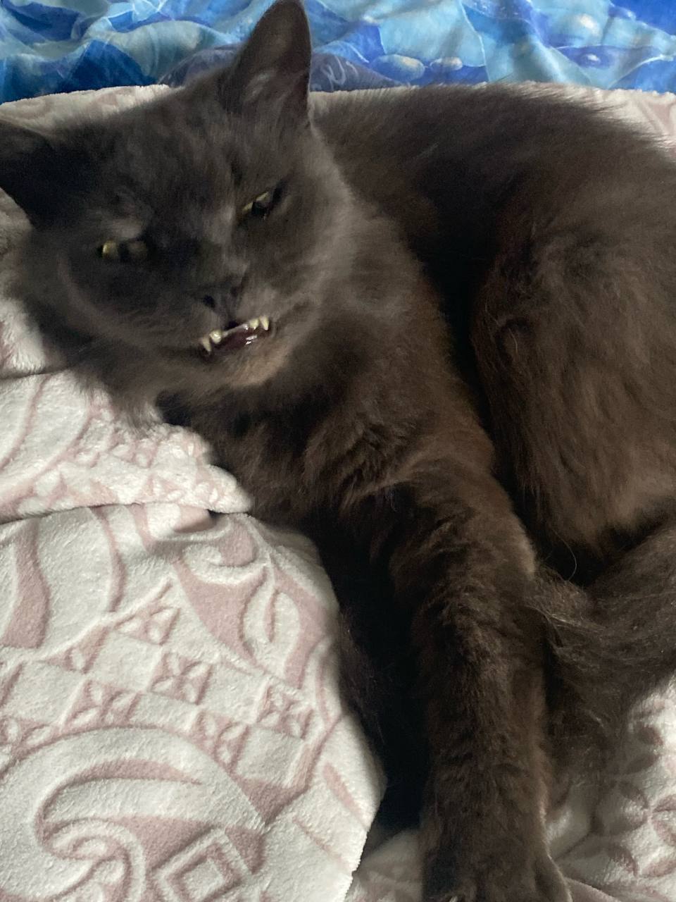 История о любимом питомце. Как приложение - его смешные фотографии