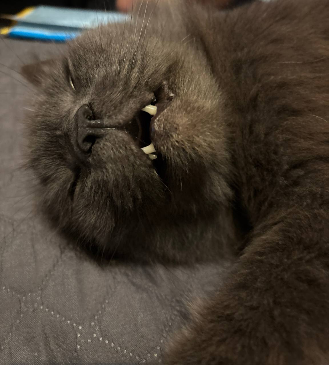 История о любимом питомце. Как приложение - его смешные фотографии