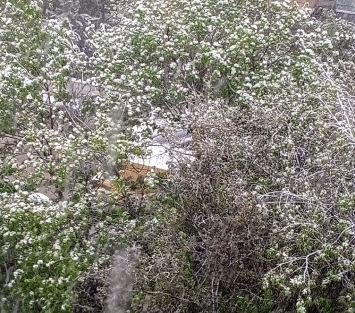 Снежное утро в Москве 2 мая 2025 года. А снег идёт, а снег идёт