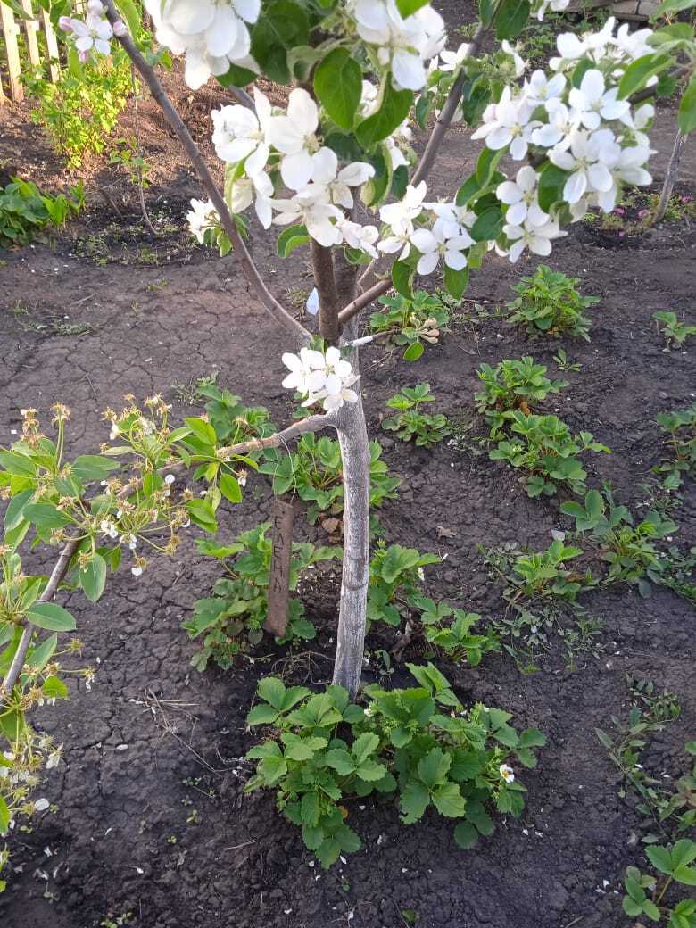 На память надейся, но сам не плошай.