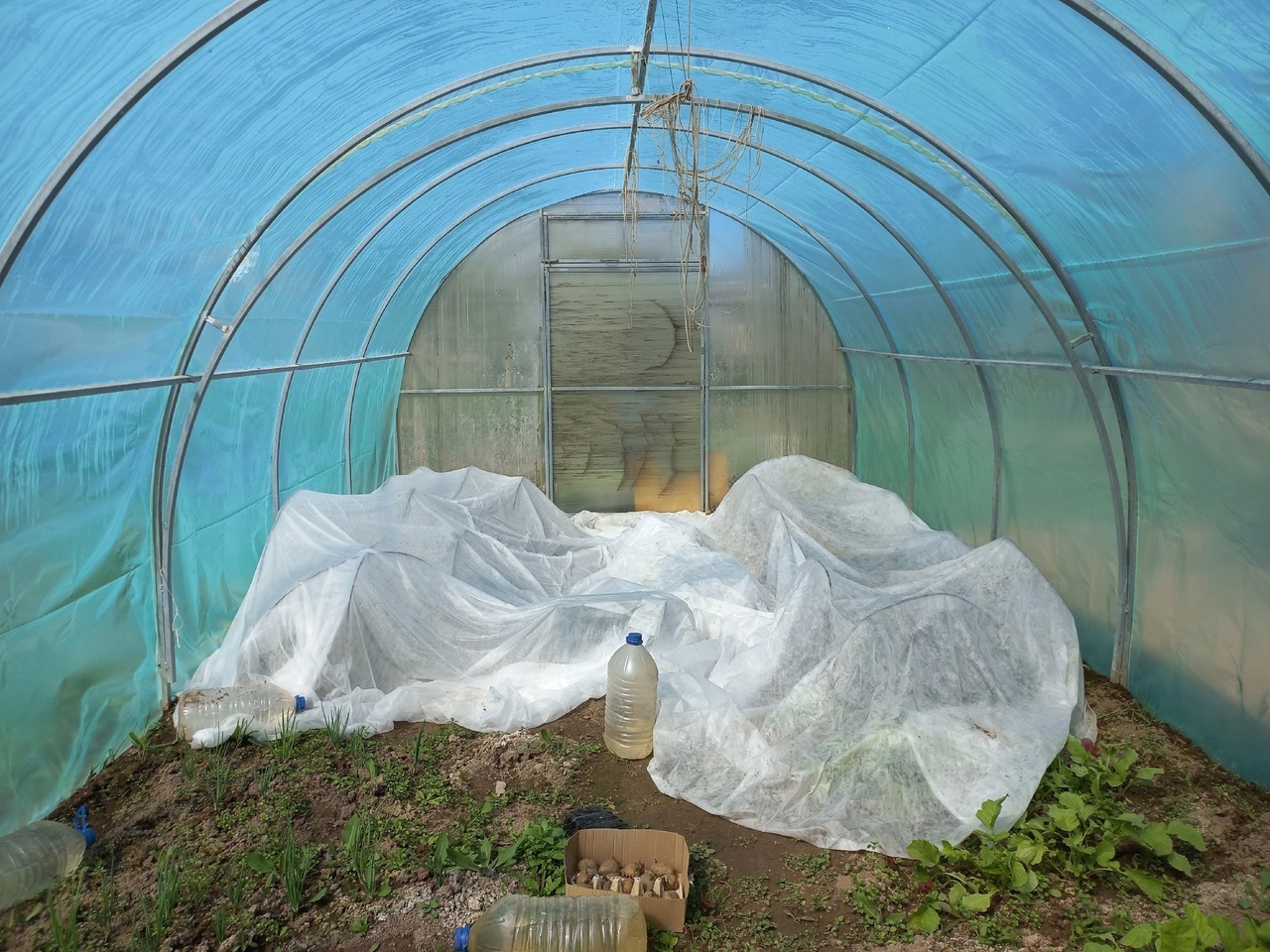 Опять весенние заморозки, как сберечь свои растения на даче.