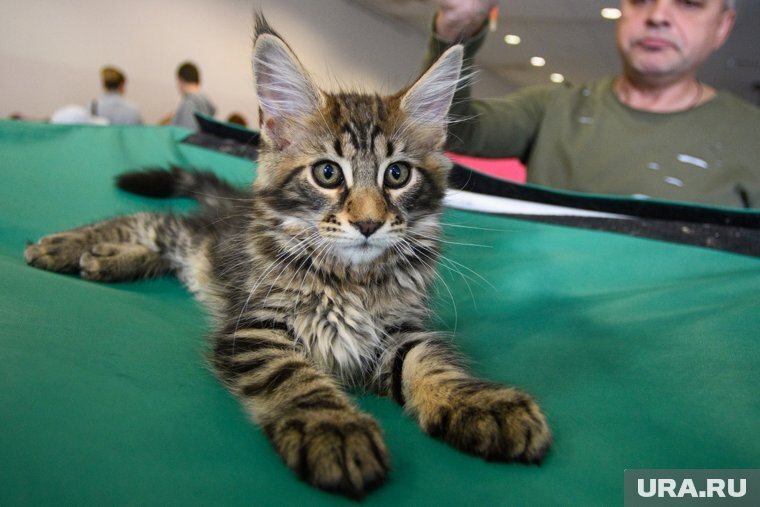 Король кошек - история появления, характер, как ухаживать