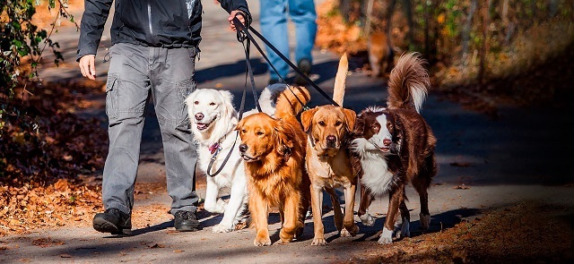 Ситтеры и волкеры: кто они такие, и почему им можно доверить свою собаку