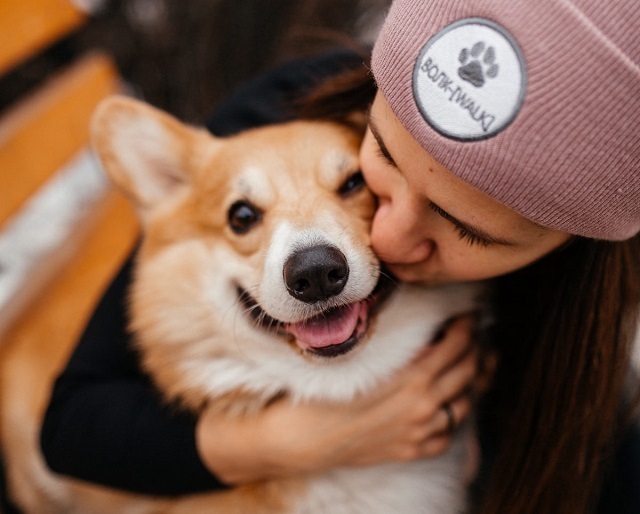 Ситтеры и волкеры: кто они такие, и почему им можно доверить свою собаку